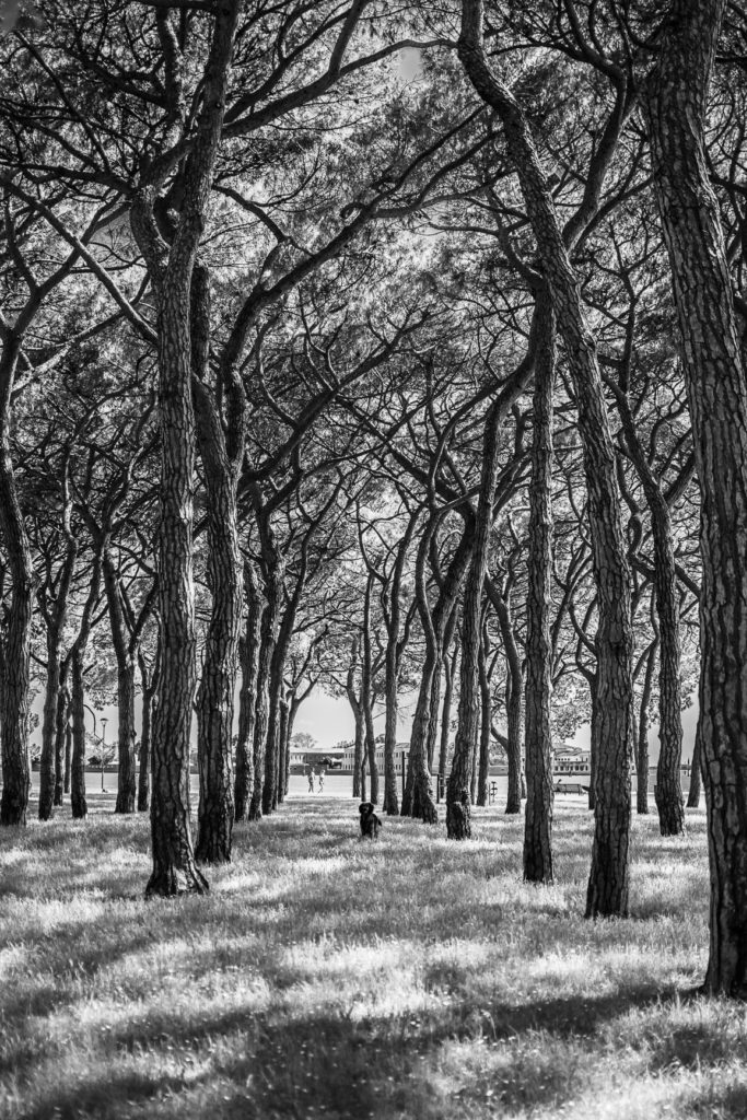 Sarah Viana Photography Reisen Reisefotografie Italien Venedig Bäume schwarz weiß
